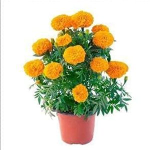 MARIGOLD